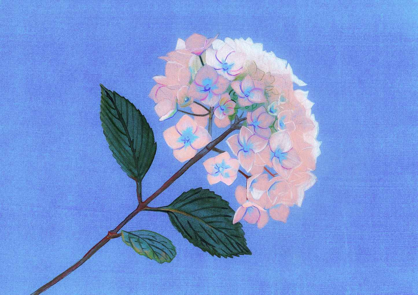 Hydrangea vaporeux, impression d’art